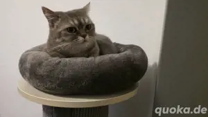 BKH Katze   Geimpft  Kastriert   Gechipt Sucht ein neues Zu Hause