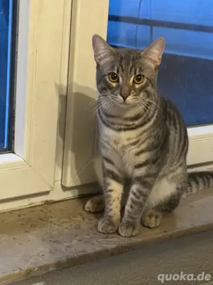 bengalkater