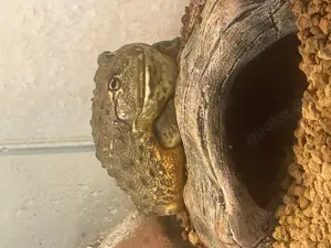 Afrikanische Ochsenfrösche Pyxicephalus adspersus