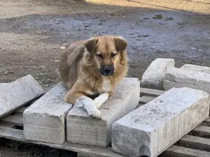 Bezaubernde Eny ist auf der Suche nach ihrer Familie Bild 4