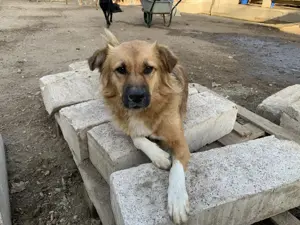Bezaubernde Eny ist auf der Suche nach ihrer Familie Bild 2