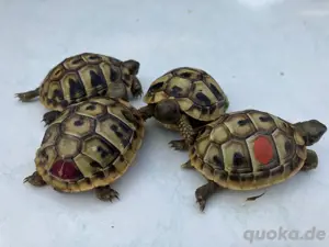 Griechische Landschildkröten thb. NZ 2024 mit EU Bescheinigungen Bild 4