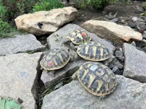 Griechische Landschildkröten thb. NZ 2024 mit EU Bescheinigungen Bild 3