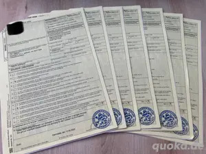 Griechische Landschildkröten thb. NZ 2024 mit EU Bescheinigungen Bild 5