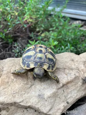 Griechische Landschildkröten thb. NZ 2024 mit EU Bescheinigungen Bild 2