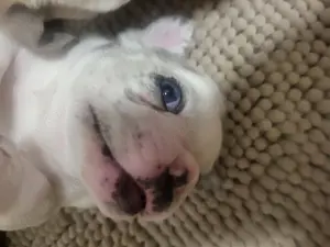 Französische Bulldoggen-Welpen ? Außergewöhnliche Qualität von Kiara & Dior