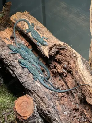 Ruineneidechsen ( Podarcis siculus paulae )