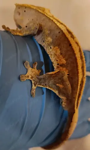 Kronengecko  100% het Axanthic Bild 3