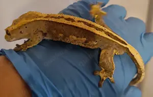 Kronengecko  100% het Axanthic Bild 2