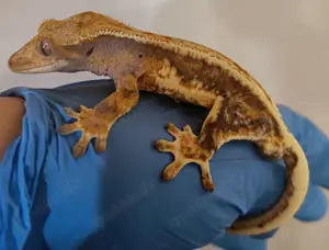 Kronengecko  100% het Axanthic Bild 5