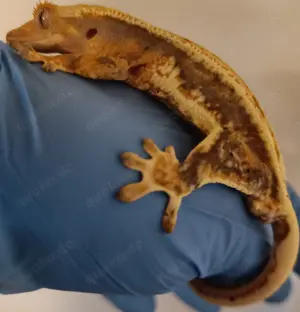 Kronengecko  100% het Axanthic Bild 4