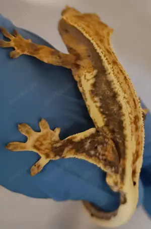 Kronengecko  100% het Axanthic Bild 6