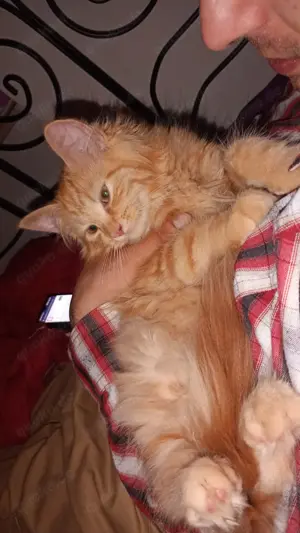 Manie coon Mix Weibchen sucht neues Zuhause 