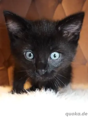 Bkh mix letzter Kater Kitten Baby sucht ein neues Zuhause 