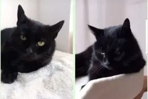 Katze sucht dringend ein neues Zuhause - sonst droht Tierheim!