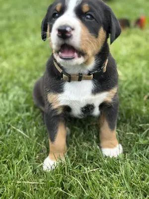Appenzeller Sennenhunde Welpen  Schweizer Bild 2
