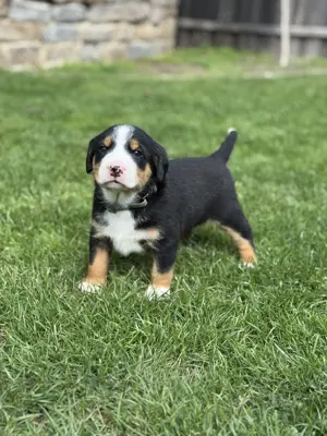 Appenzeller Sennenhunde Welpen