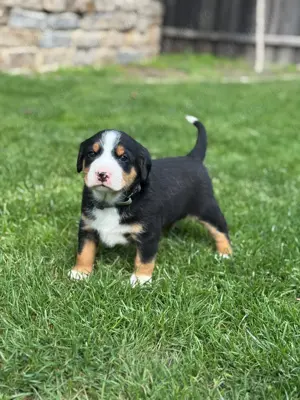 Appenzeller Sennenhunde Welpen  Schweizer Bild 6