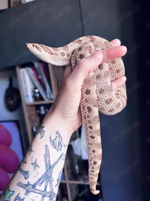 0.1 Heterodon nasicus Hakennasennatter Anaconda Adult Breeder