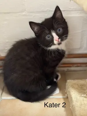 BKH-Mix Baby Katzen