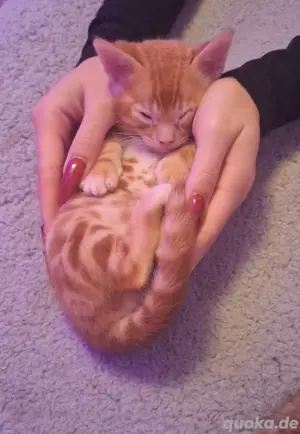 Münchens Bengal-Kitten
