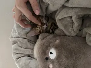    Notabgabe Bengal Kitten Baby Reinrassig inkl. Erstausstattung   