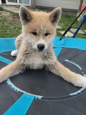 Akita Inu Welpe