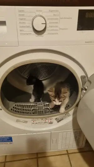 Babykatzen Abgabebereit für ihre neue Wohlfühloase