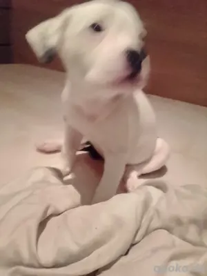 Hunde Babys suchen ein Zuhause 