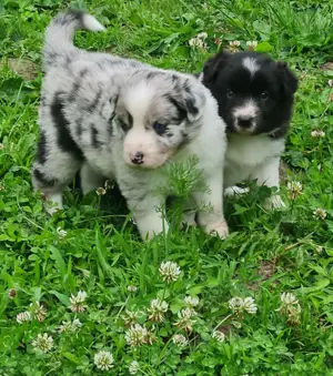 Wundervolle Australian Shepherd Border Collie Welpen aus liebevollem Hause 