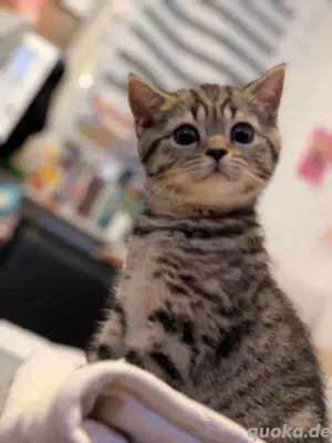 BKH Kitten golden tabby Reinrassig 
