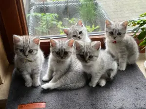 BKH Kitten (Abgabe Ende Juni)