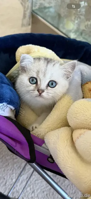 Wunderschöne BKH Kitten Britisch Kurzhaar Katze