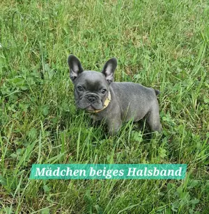 Französische Bulldoggen Welpen