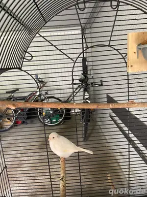 Kanarienvögel Pärchen