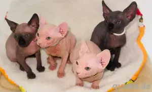 Sphynx Kitten aus liebevoller Handaufzucht suchen ein Zuhause