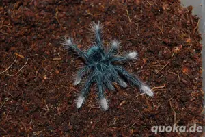 theraphosa apophysis nz 