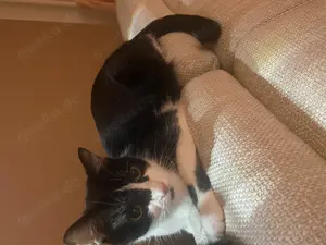 süsse EKH Katzen