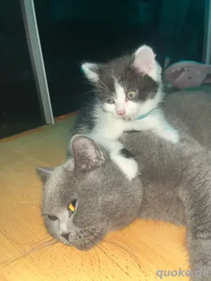 Wunderschöne Britisch Kurzhaar BKH Kitten aus liebevoller Aufzucht abzugeben