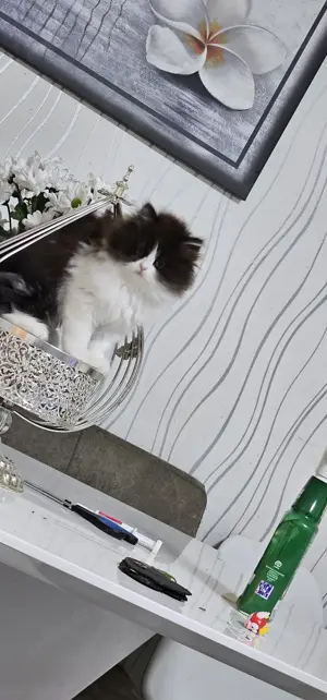 Reinrassige Perser Katzenbaby ist mit Impfbuch 