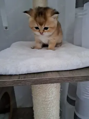 Super süße, GOLDENE reinrassige BKH-Katzen zu verkaufen