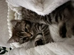 Kater 14 Wochen alt sucht ein verantwortungsvolles Zuhause 