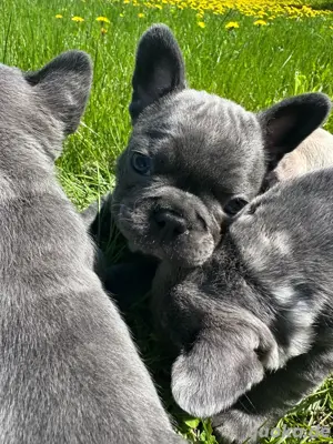 Französische Bulldoggenwelpen verfügbar
