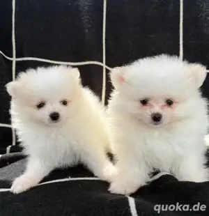 Zwergspitz-Pomeranians Welpen