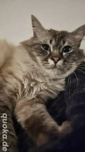 BLH Kater sucht neues liebevolles Zuhause