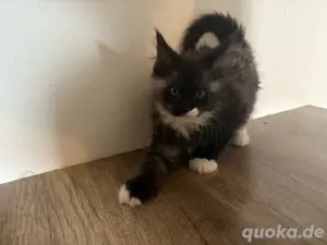 Maine Coon Kater