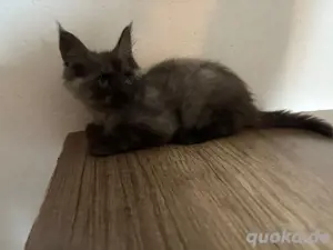 Maine Coon Kater