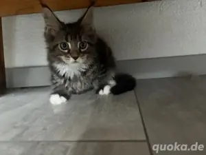 Maine Coon Kater