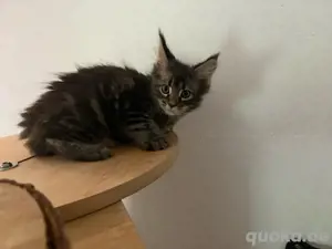 Maine Coon Katze