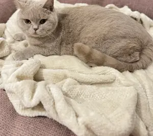 Zauberhafte, reinrassige BKH-Kitten Fawn Cinnamon mit Stammbaum, EU-Pass, Chip Gesundheitszeugnis